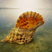 LARGE SHELL