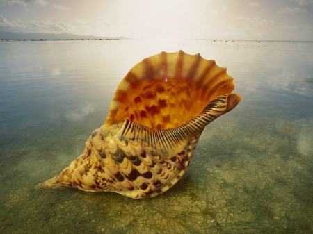 LARGE SHELL - LARGE, SHELL, IMAGE, SEA