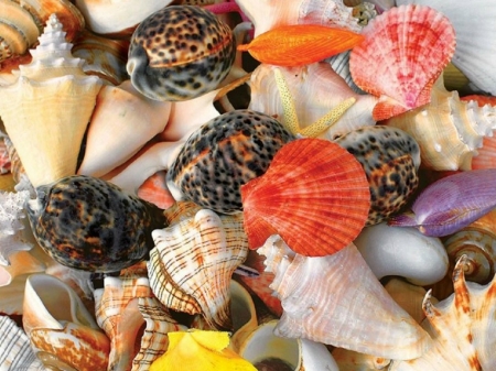 SEASHELLS - seashells, shells, mixed, pretty