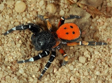 SPIDER - IMAGE, NATURE, LITTLE, SPIDER