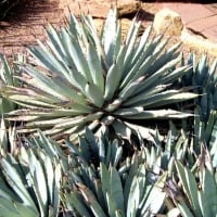 AGAVE CACTUS