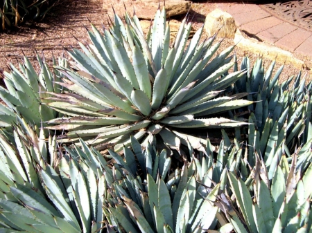 AGAVE CACTUS - CACTUS, PLANT, IMAGE, AGAVE