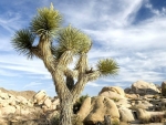 DESERT CACTUS