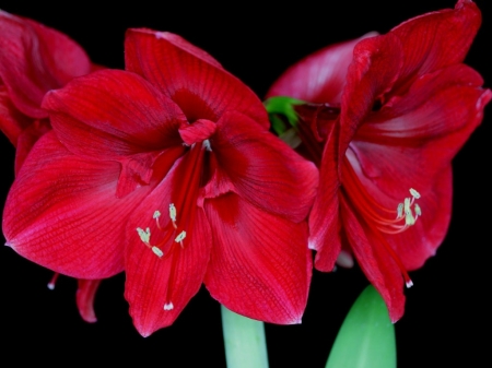 AMARYLLIS FLOWERS - PLANT, AMARYLLIS, FLOWERS, PRETTY