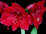 AMARYLLIS FLOWERS