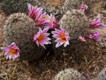 FLOWERING CACTUS