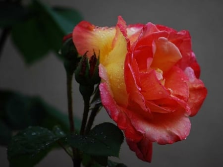 PRETTY ROSE - image, flower, rose, pretty