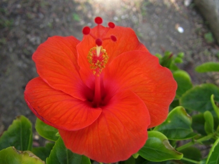 RED HIBISCUS - red, flower, hibiscus, plant