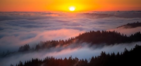 Summer Sunset - fog, tree, sunset, sun