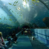 Georgia Aquarium Ocean Voyager Tunnel