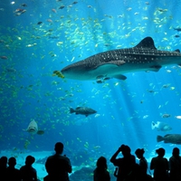 Male whale shark at Georgia Aquarium