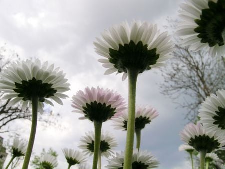 In search of sun - white, daisies, gerbera, clouds