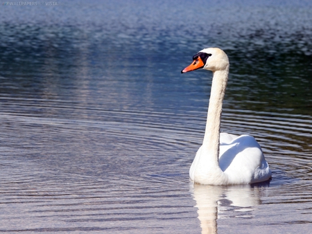 Swan1184445530 800x600 - outside, swan, nature, water