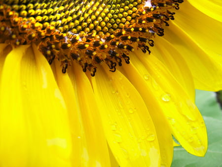 SunFlower - tears, yellow, beautiful, flower, after, nature, sunflower, green, rain, sun, young