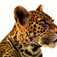 Leopard-Art