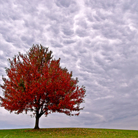 autumn-red