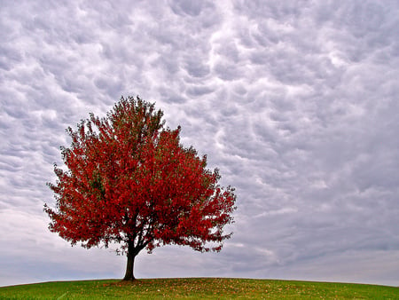 autumn-red - cool, autumn-red