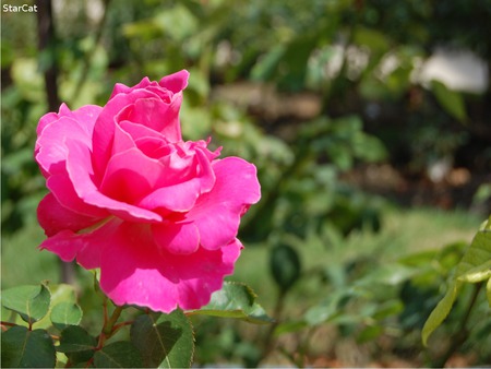 Pink Rose 2 - rose, paris, flower, pink