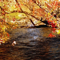 AUTUMN TREES