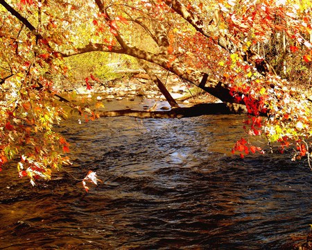 AUTUMN TREES - colorful, autumn, trees, river