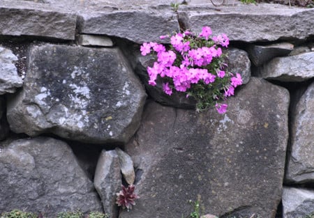 Pink flowers - flowers, pink