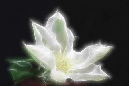 White flower - black, green