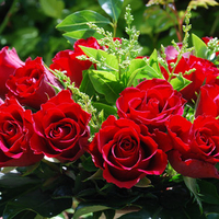 Red roses