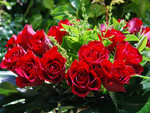 Red roses