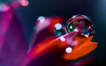 The Heart Within - flowers, the heart within, drop of water, heart, entropy