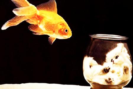 irreversible - fish, cat