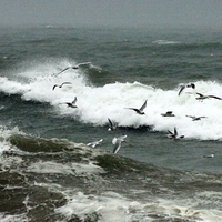 	Gulls feed off the debris stirred up by breaking waves