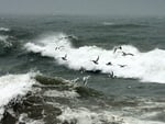 	Gulls feed off the debris stirred up by breaking waves