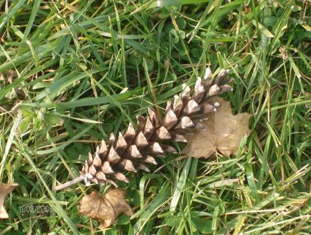 pine cone - small, cool