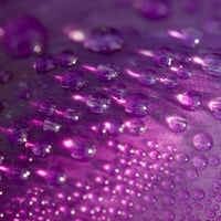 dew drops purple petel