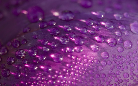 dew drops purple petel - petel, flower, purple, dew drops