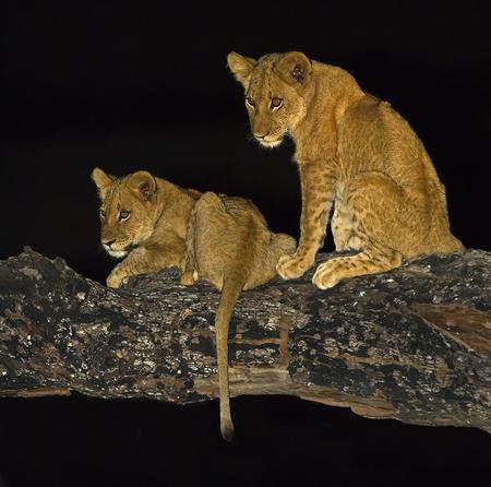 Lion Cubs - cats, lion cubs, limb, animals