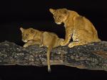 Lion Cubs