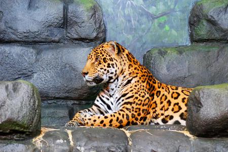 Leopard - leopard, cats, animal