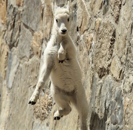 AAAAAAAHH!! - cliff, goat