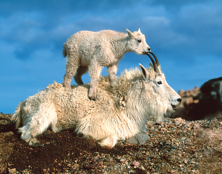 I will climb every mountian! - cliff, goat