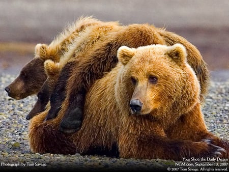 Nice Fit - rug, carpet, grizzly