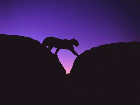 African leopard crossing the rocks at sunset