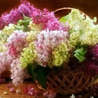 BASKET OF LILACS