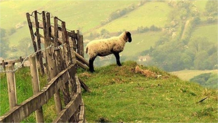 on the hill - animal, fence, sheep, nature