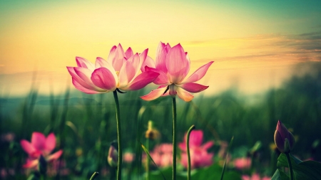 Pink Flowers - nature, beautiful, green, grass, flower, pink, sky