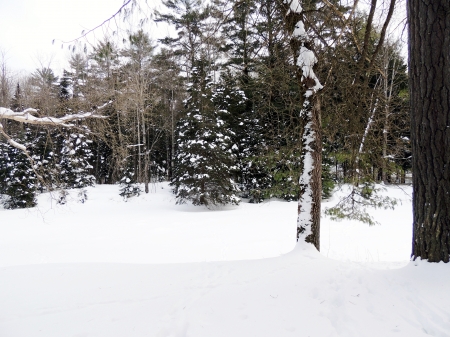 Forest Of Snow