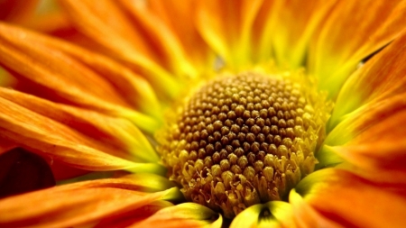 orange flower - flower, macro, plant, petal