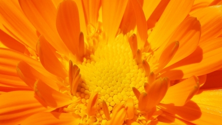 orange flower - orange, flower, macro, petal