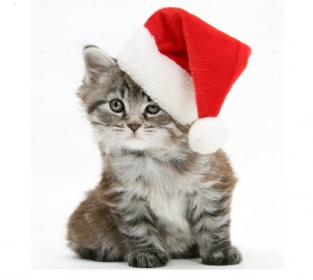 Christmas kitten - animals, christmas, cats, kitten