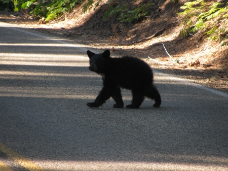 Just Walking Along - bear, black, little, good